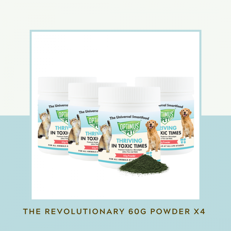 THE REVOLUTIONARY 60G POWDER x4