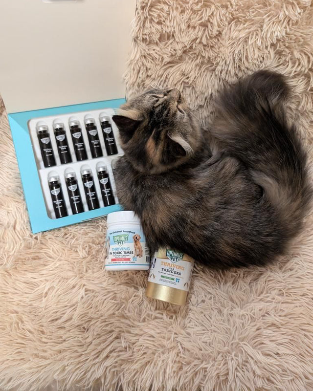 A tabby cat curled up next to an open box of The Potent Vials