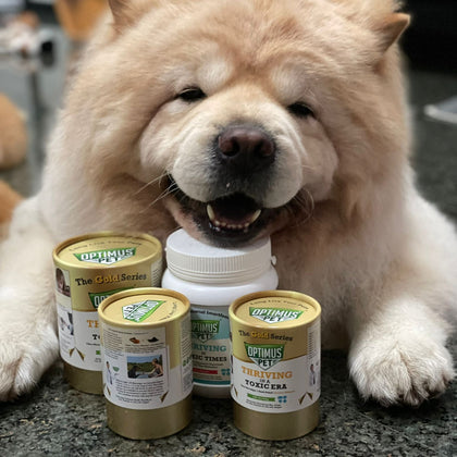 A fluffy cream-colored dog sits behind several bottles of optimus pet on a dark asphalt surface. The products include three gold series bottles and one blue series bottle.