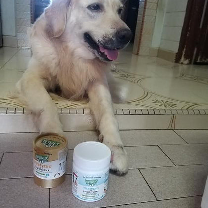 A golden retriever lying on the floor, posing in front of a gold series and blue series optimus pet bottle.