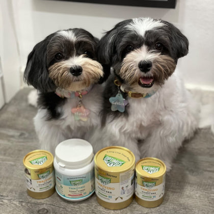 Two small black-and-white dogs sitting on a wood floor in front of four Optimus Pet bottles. Three are the gold series, and one is the blue series.