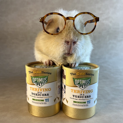 A guinea pig wearing round tortoiseshell glasses stands behind two gold Optimus Pet canisters on a neutral beige background.