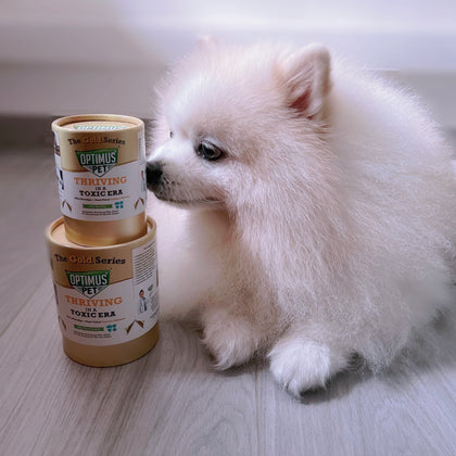 A small fluffy white dog sits on a light wood floor next to two stacked cans of Optimus Pet The Gold Series.