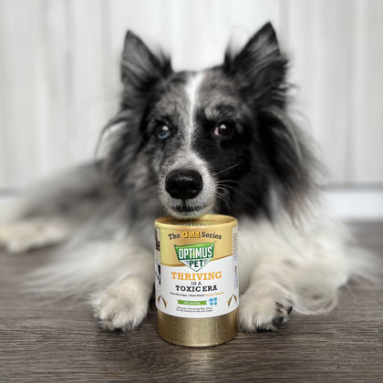 A black and white long-haired dog lies on a wooden floor behind a gold series optimus pet bottle, with the dog's paws resting on either side of the can.