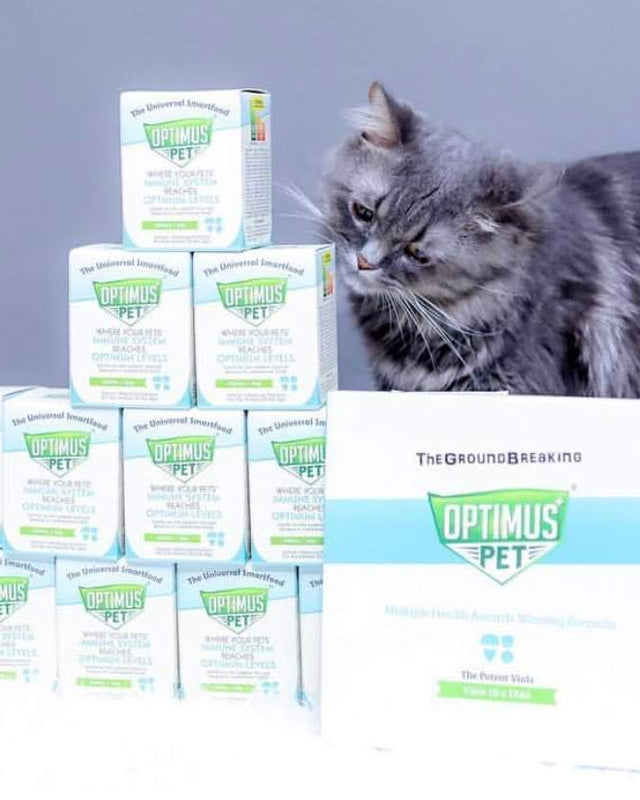 A grey long-haired cat inspecting a stack of Optimus Pet boxes and The Potent Vials