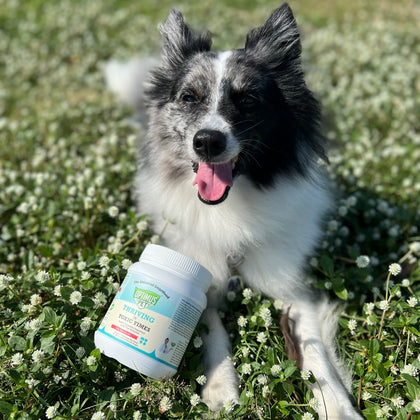 A black and white Border Collie dog lies in a grassy field of small white flowers, with a jar of Optimus Pet blue series placed in the grass in front of it.