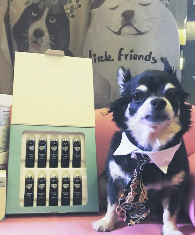 A Chihuahua in a shirt collar and tie beside an open box of The Potent Vials