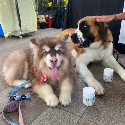 Two dogs lying on a tiled floor at an outdoor event, with a person's hand resting on the dog on the right. Two Optimus Pet blue series are placed in front of them, along with leashes and collars.