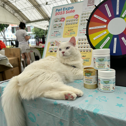 A fluffy white cat lies on a light blue tablecloth-covered table at a pet expo sale, with three bottles of optimus pet in front of it and a colorful prize wheel in the background. The bottles are one gold series, and two blue series of optimus pet.