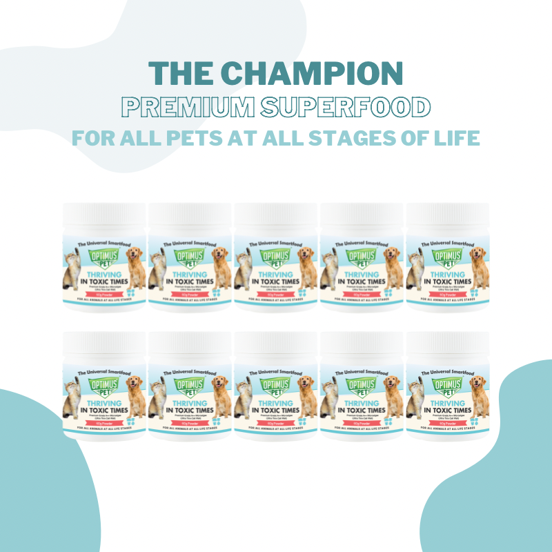 THE REVOLUTIONARY 60G POWDER