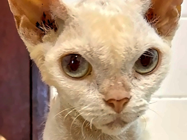 A bright-eyed cat with a clean coat