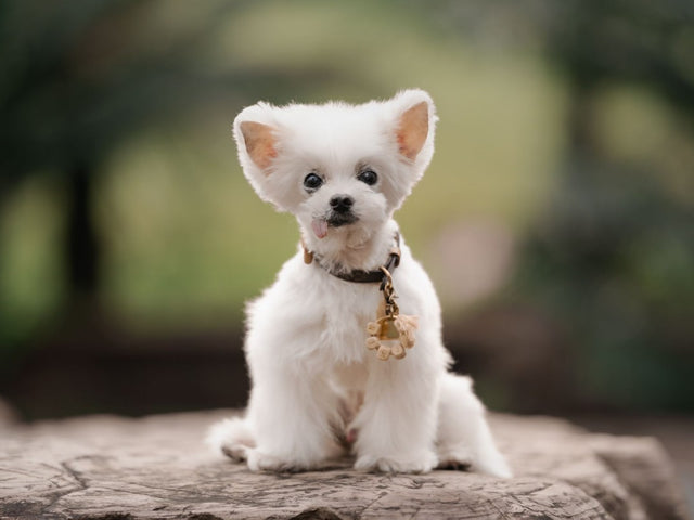 Ninja, a 14-year-old Maltese, with a full white coat