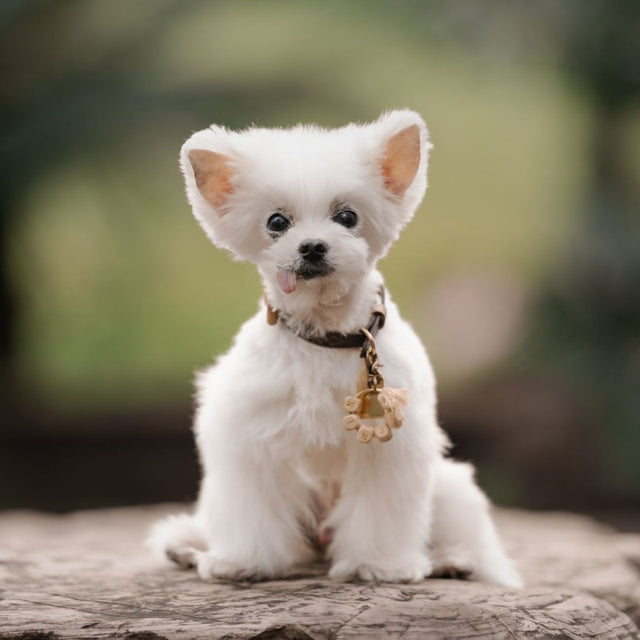 Ninja, a white Maltese, sitting on a rock with his tongue out