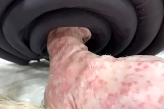 Ninja before, with red patches across his skin