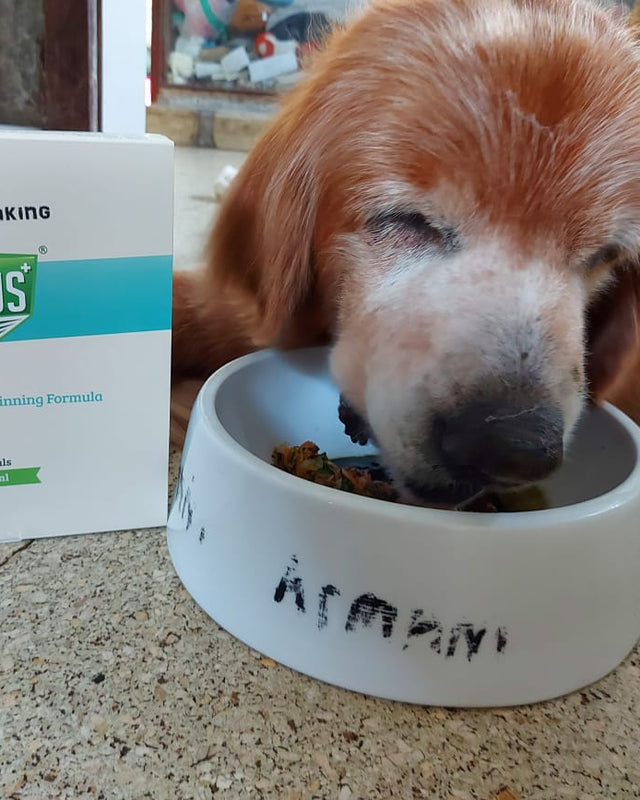 A senior golden retriever eating from a bowl beside a box of The Potent Vials