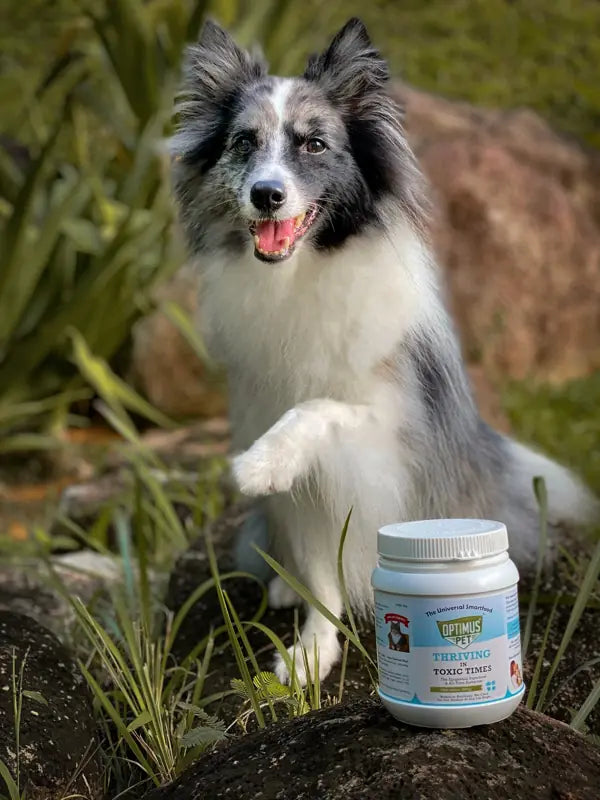A border collie raising a paw beside an Optimus Pet jar outdoors