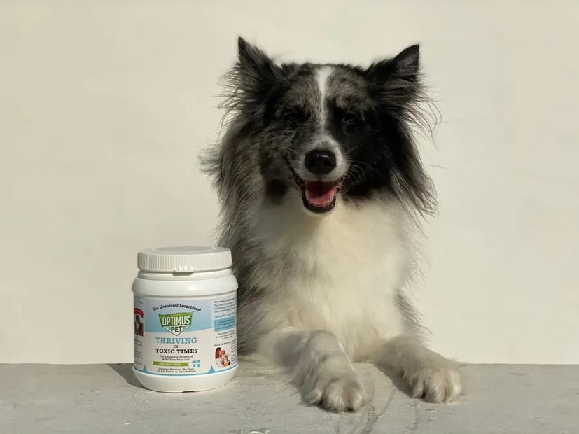 A fluffy collie next to an Optimus Pet jar