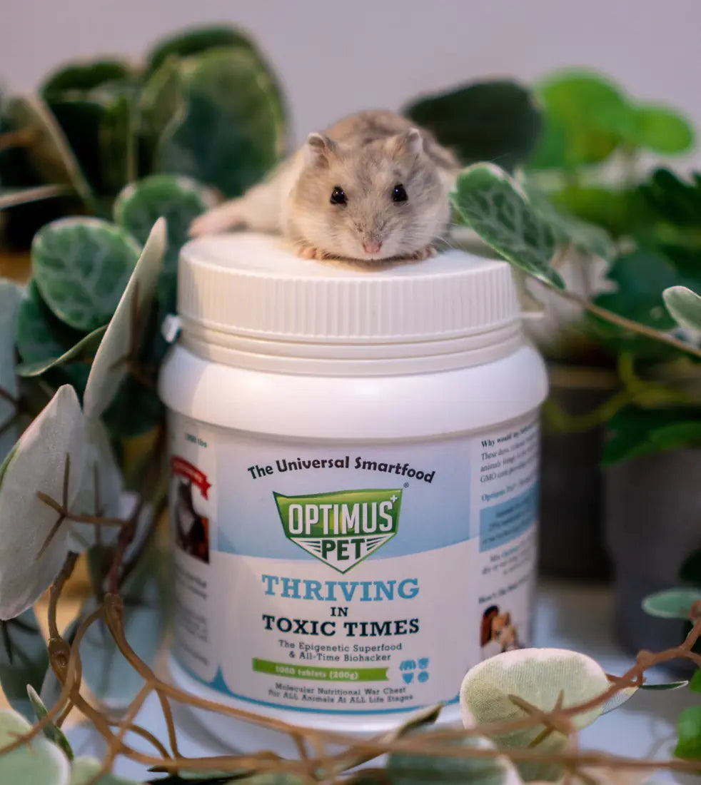 A hamster on an Optimus Pet jar