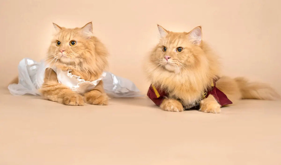 Two fluffy ginger cats dressed as a prince and princess