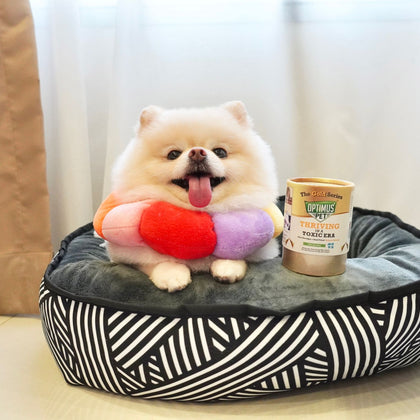 A small fluffy cream-colored dog sits on a black and white patterned pet bed, holding a colorful plush toy and next to a bottle of the optimus pet gold series. The background features a beige curtain and a white curtain.