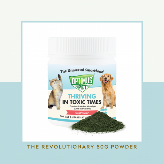 THE REVOLUTIONARY 60G POWDER