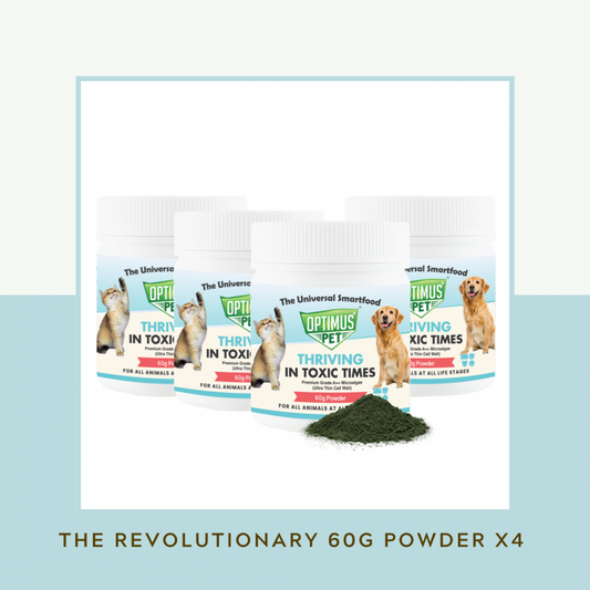 THE REVOLUTIONARY 60G POWDER x4