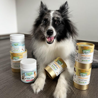A black and white dog sits on a wooden floor surrounded by multiple bottles of Optimus Pet, including four bottles of the gold series, one bottle of the blue series tablets, and one bottle of the blue series powder.
