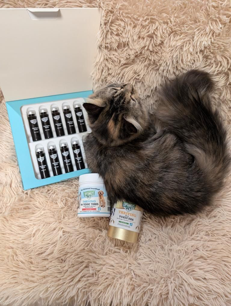 A tabby cat curled up next to an open box of The Potent Vials