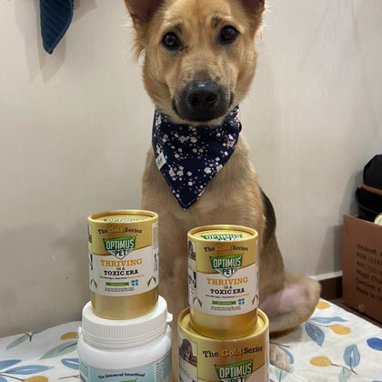 A tan dog wearing a navy bandana sits behind stacked cans of Optimus Pet bottles. Three of them are the gold series, and one of them is the blue series.