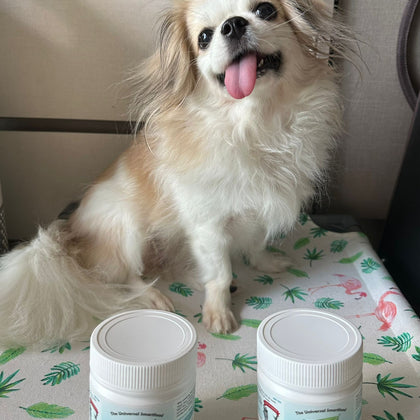 A small fluffy dog sits on a patterned mat with two Optimus Pet blue series in the foreground. The dog has cream and white fur, and the setting appears to be indoors near a chair and cabinet.