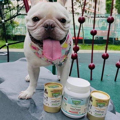A white French Bulldog wearing a colorful bandana stands on a gray stone pedestal in an outdoor playground, with three bottles of optimus pet placed in front of it. One bottle is the blue series, and the other two are the gold series.
