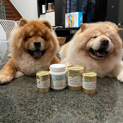 Two fluffy Chow Chow dogs sitting on a dark granite floor in a home interior, with four bottles of optimus pet placed in front of them. Three of them are the gold series bottles, and one of them is the blue series bottle.