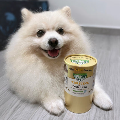 A fluffy cream-colored Pomeranian dog sits on a light gray wood floor next to a gold series of Optimus Pet.