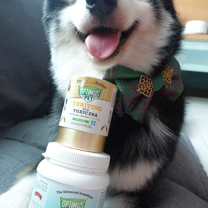 A black and white dog wearing a green bow tie sits on a gray couch, stacking two Optimus Pet supplement bottles on its paws. The top bottle is the gold series, and the bottom is the blue series.
