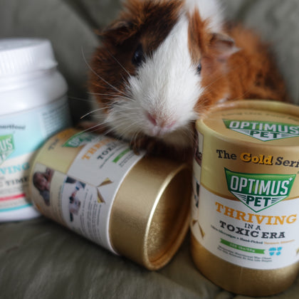 Three Optimus Pet bottles (one Blue Series, two Gold Series) arranged on a gray fabric surface, with a brown and white guinea pig resting behind them.