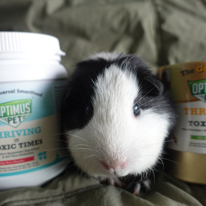 A black and white guinea pig sits between two Optimus Pet bottles (one Blue Series, one Gold Series) on a textured olive green fabric background.