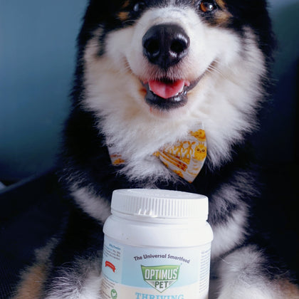A smiling black, white, and tan dog wearing a yellow bow tie sits behind a bottle of Optimus Pet blue series powder.