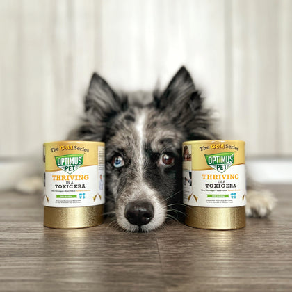 A black and white dog with heterochromia eyes lies on a wooden floor between two cans of Optimus Pet Gold Series. The background shows a soft-focus indoor setting with white curtains.