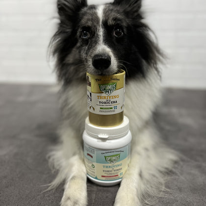 A black and white long-haired dog sits on a gray floor with two Optimus Pet containers stacked in front of its mouth. The top container is gold and the bottom container is white with a light blue label.