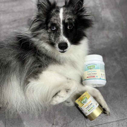 A fluffy black-and-white dog lies on a gray tiled floor, holding two optimus pet supplement jars. One jar is white with a light blue label, and the other is gold with a white label.