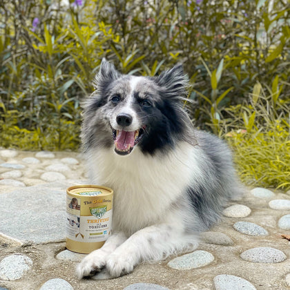 A fluffy black-and-white dog lies on a stone path outdoors next to a can of Optimus Pet gold series. The background shows green plants and foliage.