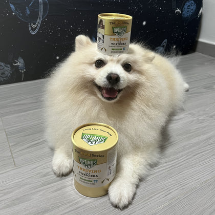A fluffy cream Pomeranian dog sits on a gray wood floor with two Optimus Pet canisters, with one Gold Series canister balanced on its head and another Gold Series placed in front of it.