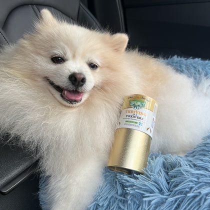 A fluffy cream Pomeranian dog lies on a blue shaggy blanket inside a car, holding a gold can of optimus pet