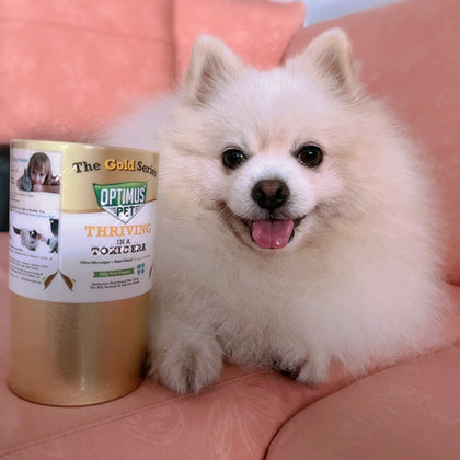 A fluffy white Pomeranian dog sits on a pink couch next to a gold series optimus pet bottle.