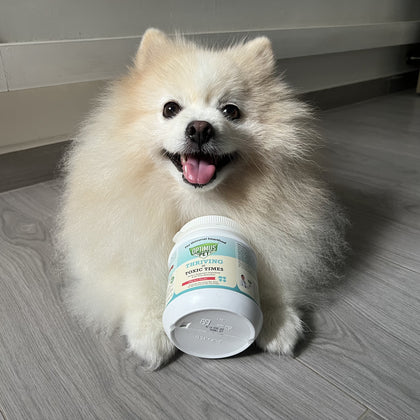 A fluffy cream Pomeranian dog sitting on a gray wood-look floor, holding a white jar of optimus pet