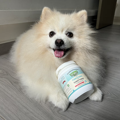 A fluffy cream Pomeranian dog lying on a gray wood floor and holding a white jar of Optimus Pet