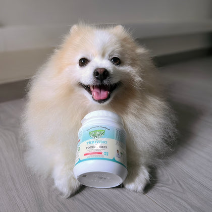 A fluffy cream-colored Pomeranian dog sitting on a gray wood floor, holding a white jar of Optimus Pet blue series powder in front of its face.