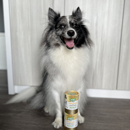 A fluffy black-and-white dog sits on a dark wood floor in front of a light wood-paneled wall, with two stacked cans of Gold Series Optimus Pet placed in front of it.