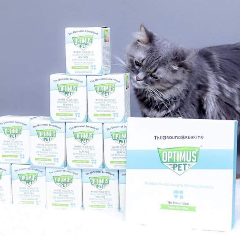 A grey long-haired cat inspecting a stack of Optimus Pet boxes and The Potent Vials