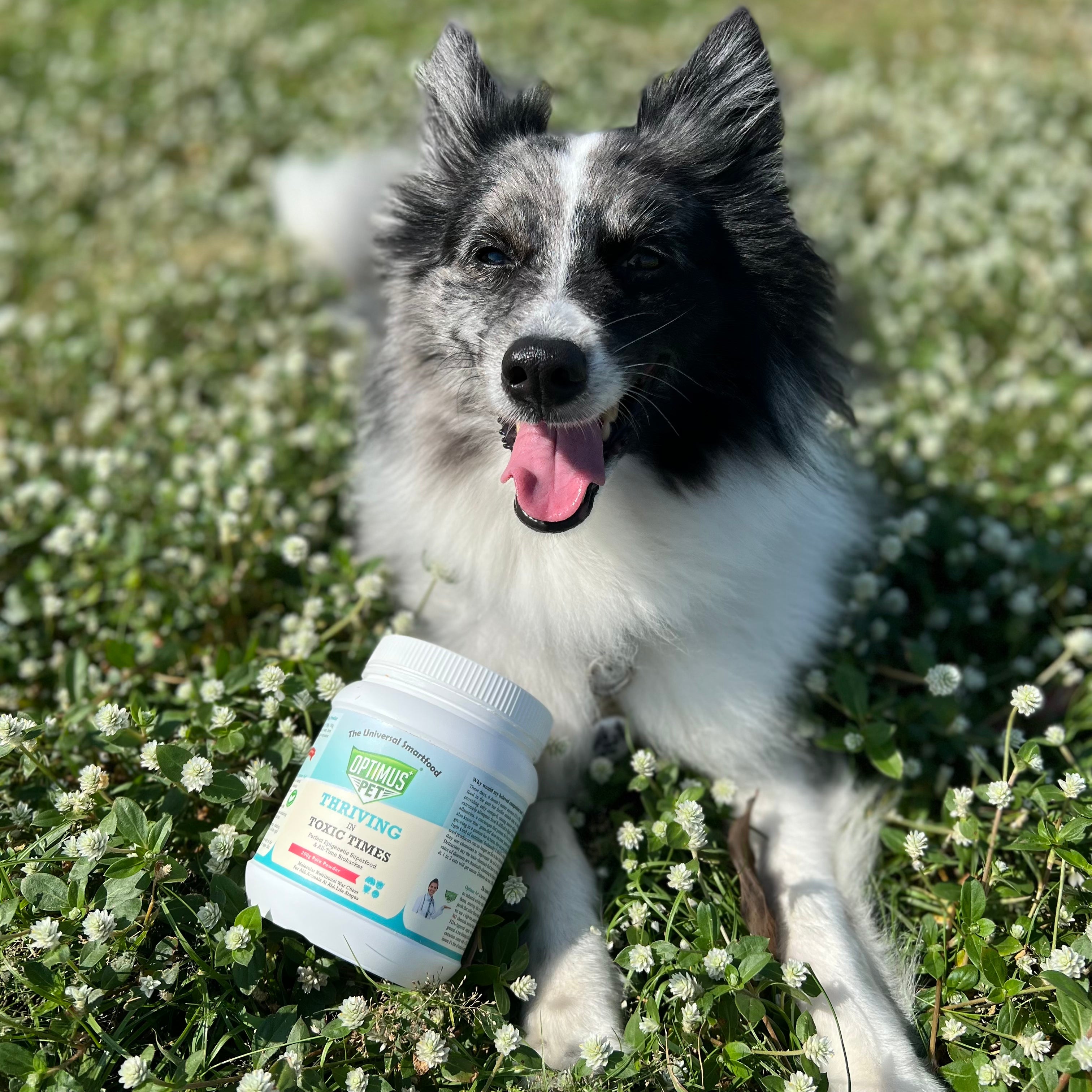 A black and white Border Collie dog lies in a grassy field of small white flowers, with a jar of Optimus Pet blue series placed in the grass in front of it.